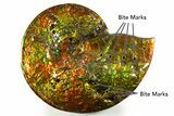 Ammonite Fossil with Mosasaur Bite Marks - Precious Ammolite! #334655-1